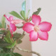 Tasneem M