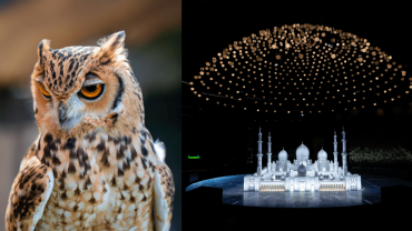 Emirates Park Zoo + Free Light and Peace museum